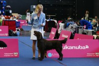 /album/flatcoat-zuchtruede/munchen-13-jpg/